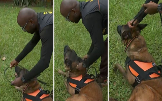 Adestradora explica o que fazer em casos de ataque entre cachorros